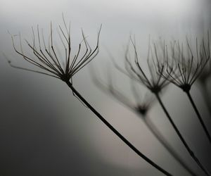 Close-up of plant against blurred background