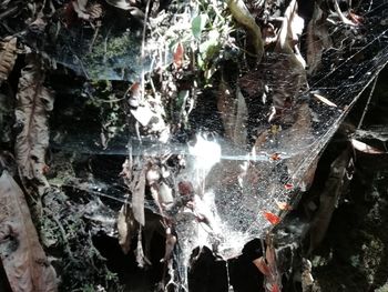 Close-up of icicles on rock