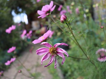 Close-up of pink flowering plant