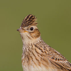 Close-up of a bird against blurred background