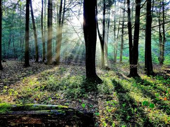 Trees growing in forest