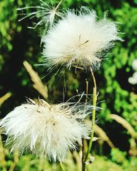 Close-up of dandelion