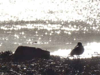 Silhouette birds on beach against sky