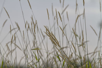 Close-up of stalks in field against sky