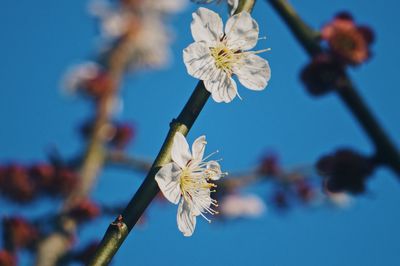 Close-up of cherry blossoms on tree