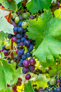 Close-up of grapes growing in vineyard