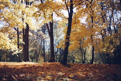 Trees growing in forest during autumn