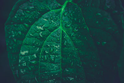 Close-up of raindrops on leaf