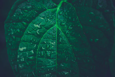 Close-up of raindrops on leaf