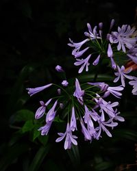 Close-up of purple flowers blooming outdoors