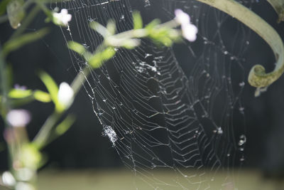 Close-up of spider web