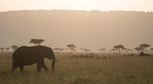 Side view of elephant walking on grassy field