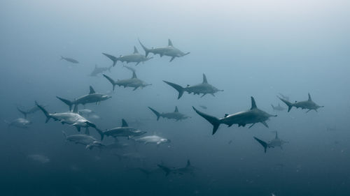 Fish swimming in sea