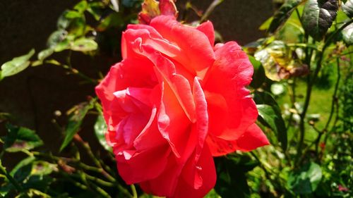 Close-up of pink rose