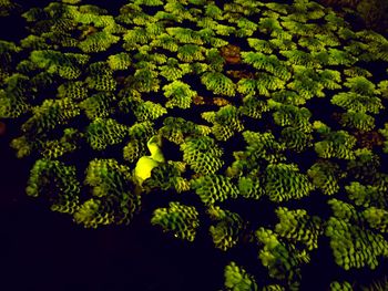 Full frame shot of leaves