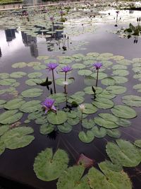 Lotus water lily in lake