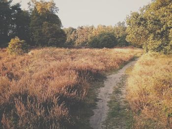 Scenic view of grassy field