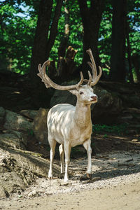 Deer in forest