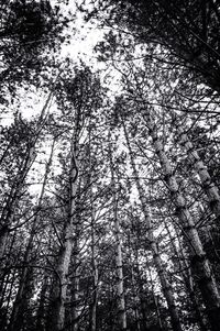 Low angle view of trees