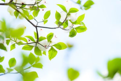 Low angle view of flowering plant against sky