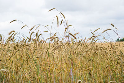 Ripening ears of wheat in a field against a rainy sky. harvest, food security. selective focus.