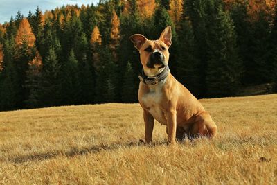 Dog on field against trees