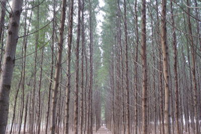 Panoramic view of trees in forest against sky