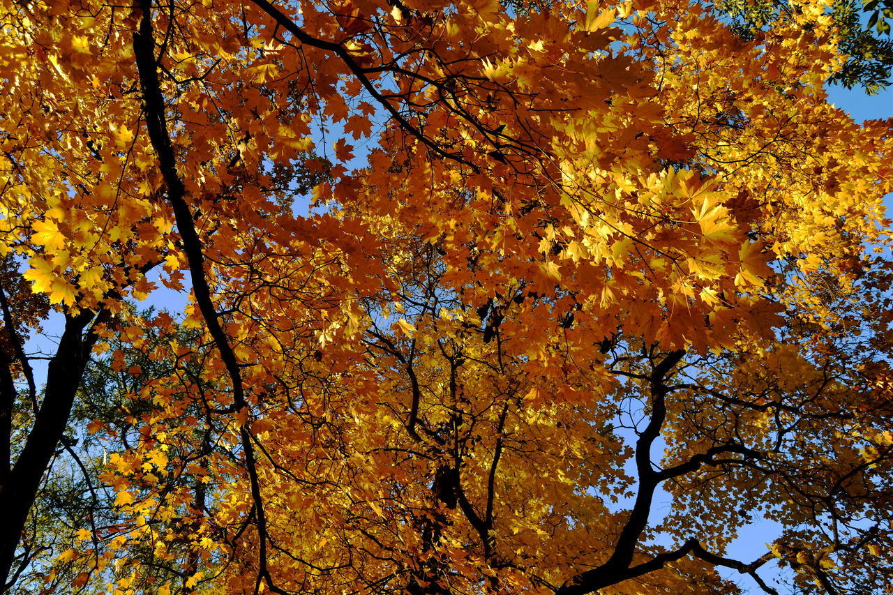 LOW ANGLE VIEW OF AUTUMNAL TREES