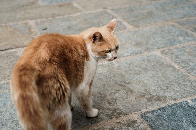 High angle view of a cat looking away