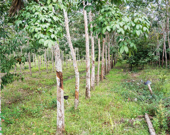 Trees growing in forest