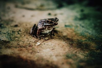 Close-up of frog