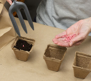 Cucumber seeds in a female palm. planting seeds in paper cardboard cup at home, hobby