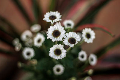 Close-up of flowers against blurred background