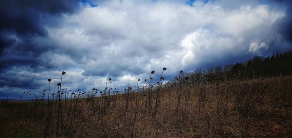 Panoramic view of birds on land against sky