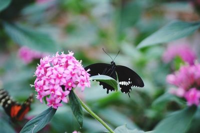 Close-up of butterfly on pink flowers