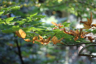 Close-up of flowers on tree