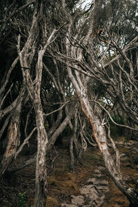 Bare tree in forest