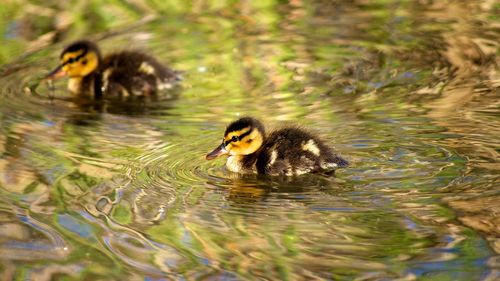 Duck swimming in a lake