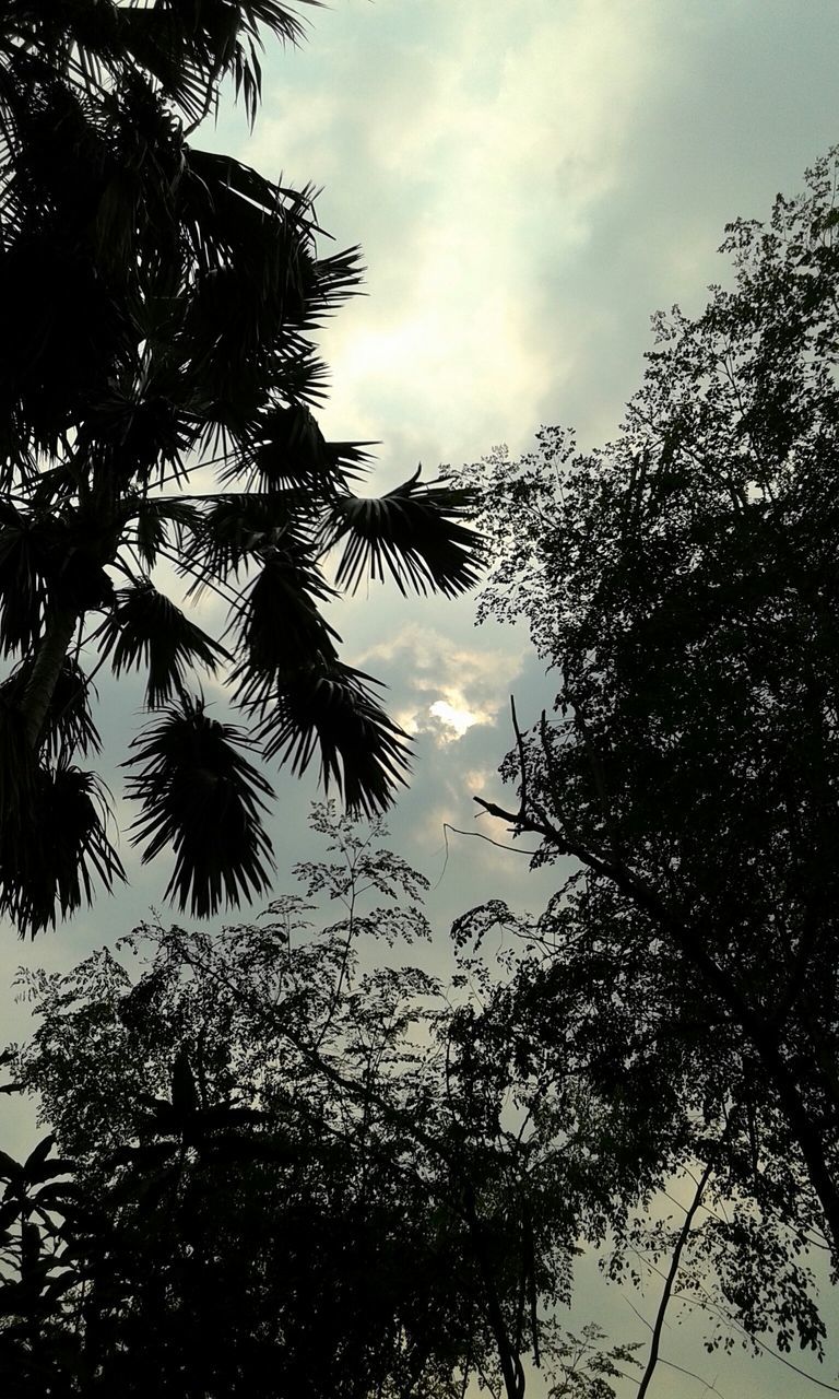 tree, sky, low angle view, tranquility, cloud - sky, silhouette, tranquil scene, beauty in nature, scenics, branch, nature, cloudy, growth, cloud, idyllic, outdoors, no people, day, weather, dusk