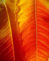 Full frame shot of orange maple leaf