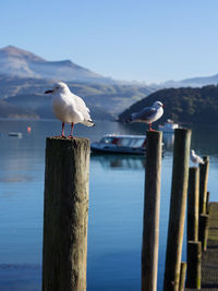 Seagull perching on wooden post by lake against sky