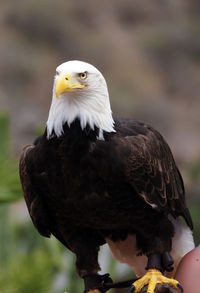 Close-up of eagle perching outdoors