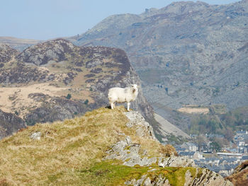 View of a horse on mountain landscape