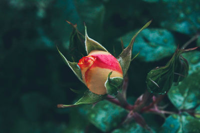 Close-up of rose bud