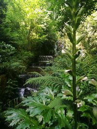 Plants and trees in garden