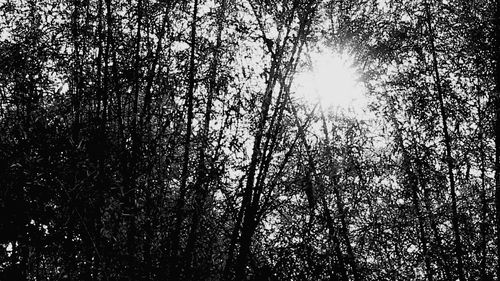 Low angle view of trees in forest