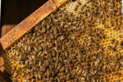 High angle view of honey bees on hive