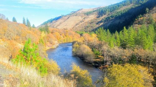 Scenic view of river amidst trees against sky