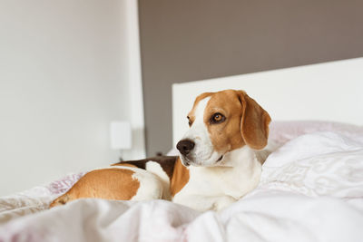 Dog looking away while relaxing on bed at home