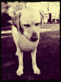 Portrait of a dog